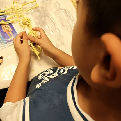 ⏰ Limited time offer ✨ Clear Human Body Structure Model