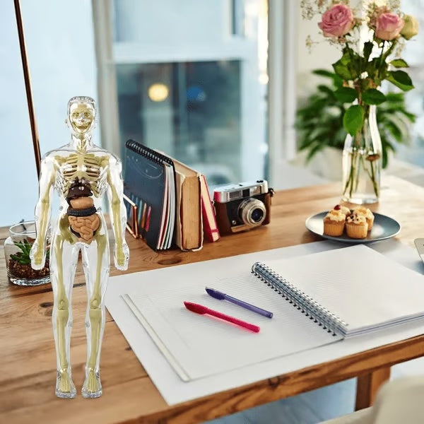 ⏰ Limited time offer ✨ Clear Human Body Structure Model