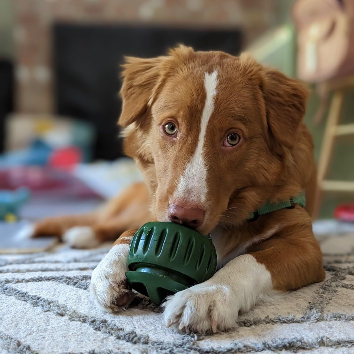 🐶 LAST DAY 50%OFF 🐾 Silicone chew toy ball tray for dogs