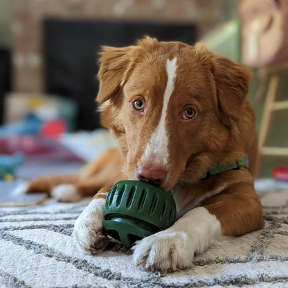 🐶 LAST DAY 50%OFF 🐾 Silicone chew toy ball tray for dogs