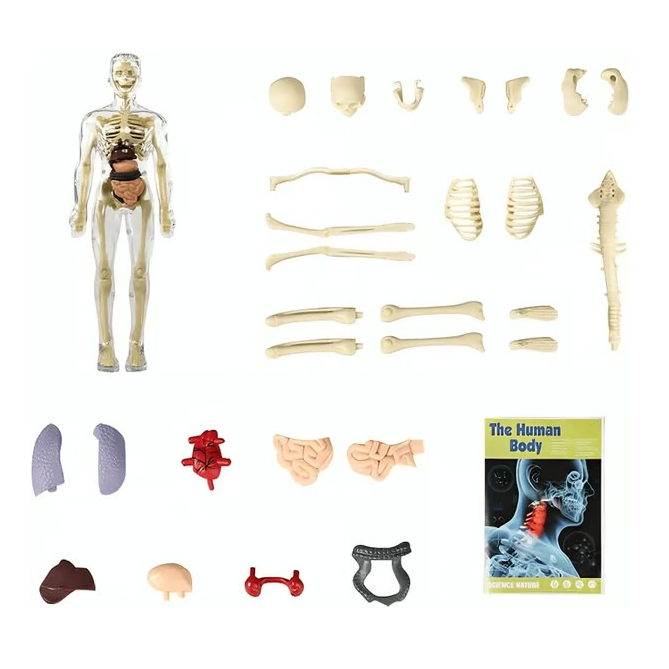 ⏰ Limited time offer ✨ Clear Human Body Structure Model