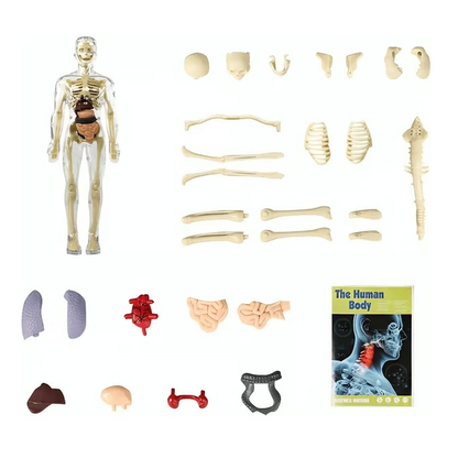 ⏰ Limited time offer ✨ Clear Human Body Structure Model