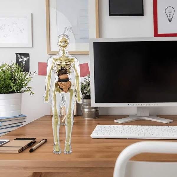 ⏰ Limited time offer ✨ Clear Human Body Structure Model