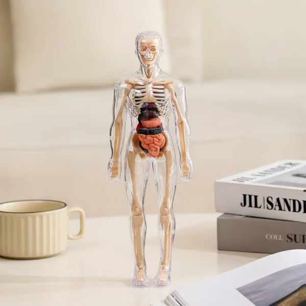 ⏰ Limited time offer ✨ Clear Human Body Structure Model