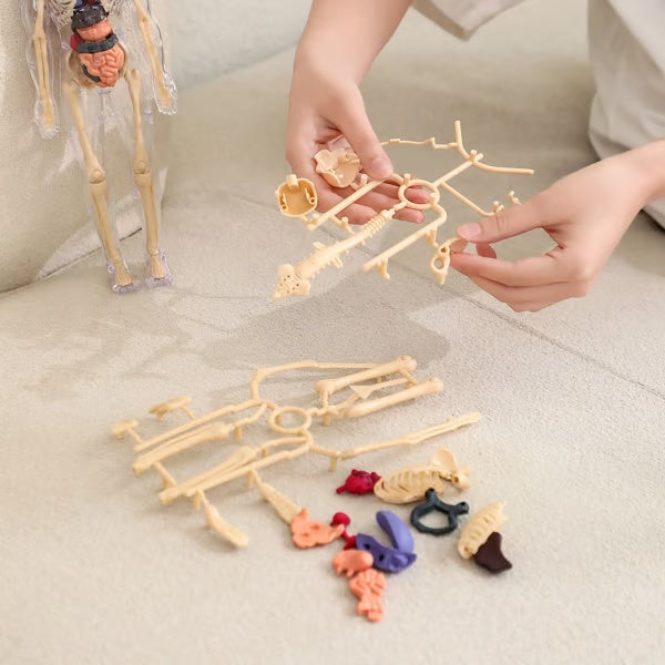 ⏰ Limited time offer ✨ Clear Human Body Structure Model