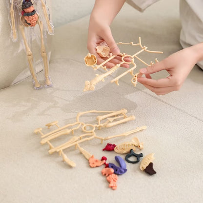 ⏰ Limited time offer ✨ Clear Human Body Structure Model